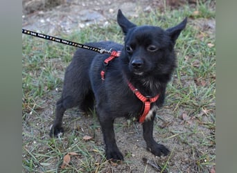 Yuki - kleiner Hund mit großem Mut