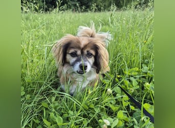 Lilly ideale Gefährtin für ältere Menschen (Aufenthalt in Frechen)
