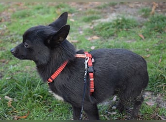 Yuki - kleiner Hund mit großem Mut