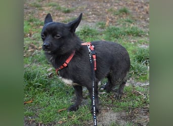 Yuki - kleiner Hund mit großem Mut