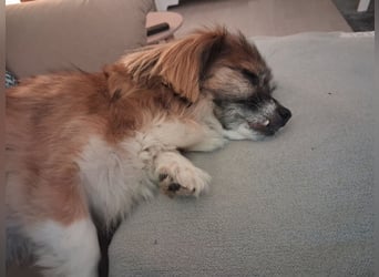 Lilly ideale Gefährtin für ältere Menschen (Aufenthalt in Frechen)
