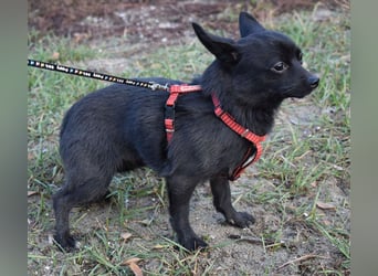 Yuki - kleiner Hund mit großem Mut