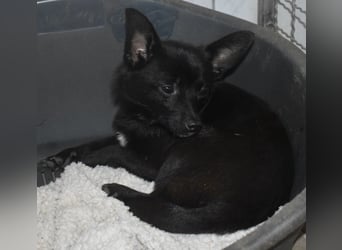 Yuki - kleiner Hund mit großem Mut