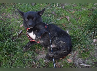 Yuki - kleiner Hund mit großem Mut