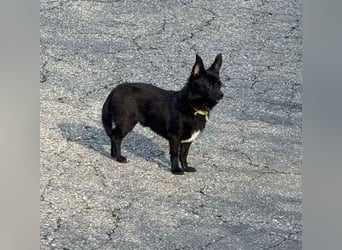 Yuki - kleiner Hund mit großem Mut