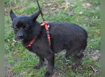 Yuki - kleiner Hund mit großem Mut
