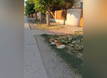 Gabby - kleines Löwenherz