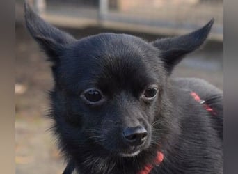 Yuki - kleiner Hund mit großem Mut