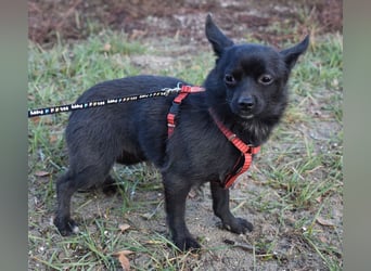 Yuki - kleiner Hund mit großem Mut