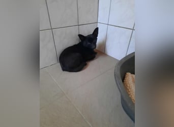 Yuki - kleiner Hund mit großem Mut