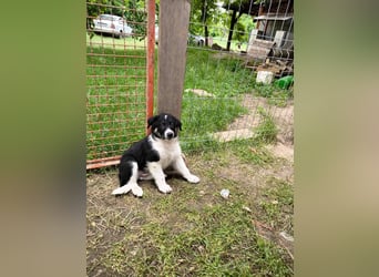 Kleiner Charmeur Rudi