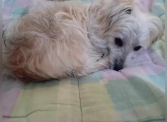 Kleine süße Maus Snow