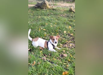 Kleiner Hundebub Nico