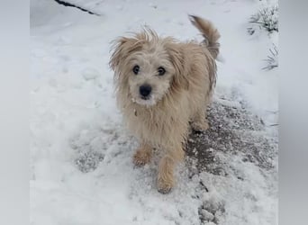 Kleine süße Maus Snow