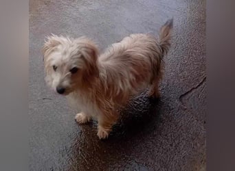 Kleine süße Maus Snow