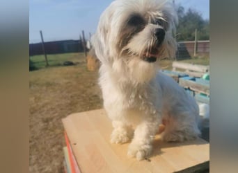 Kleines Hundemädchen Beatle