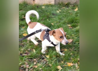 Kleiner Hundebub Nico