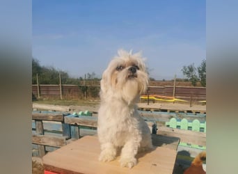 Kleine Knutschkugel Beatle