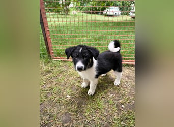 Kleiner Charmeur Rudi