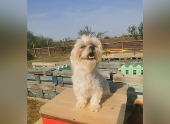 Kleine Knutschkugel Beatle