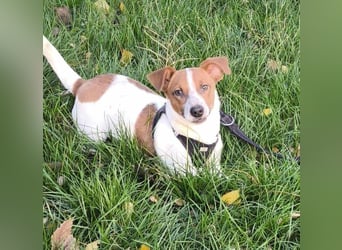 Kleiner Hundebub Nico