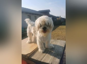 Kleine Knutschkugel Beatle