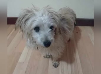 Kleine süße Maus Snow