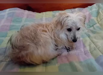 Kleine süße Maus Snow