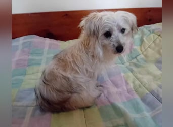 Kleine süße Maus Snow