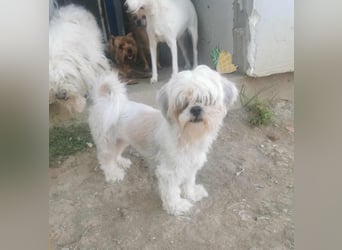 Kleine Knutschkugel Beatle