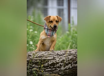 Texas auf Pflegestelle in Hamburg