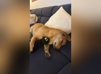 Texas auf Pflegestelle in Hamburg