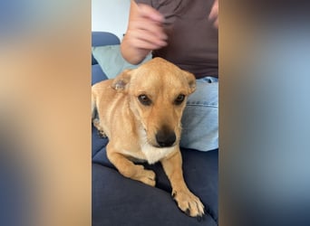 Texas auf Pflegestelle in Hamburg