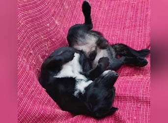 TIMON - fröhlicher, kleiner Kerl sucht seine Familie