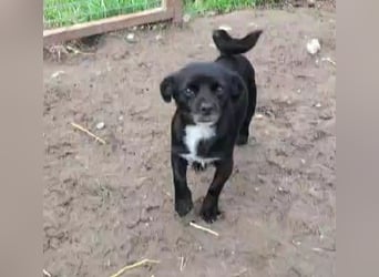 TIMON - fröhlicher, kleiner Kerl sucht seine Familie