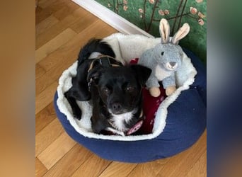 TIMON - fröhlicher, kleiner Kerl sucht seine Familie