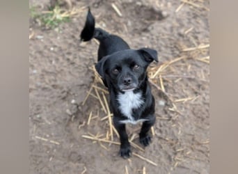 TIMON - fröhlicher, kleiner Kerl sucht seine Familie