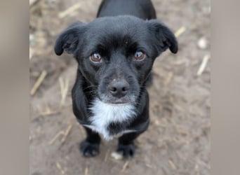 TIMON - fröhlicher, kleiner Kerl sucht seine Familie