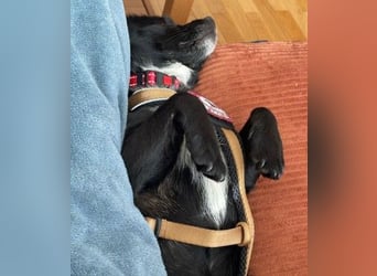 TIMON - fröhlicher, kleiner Kerl sucht seine Familie