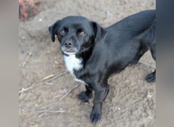 TIMON - fröhlicher, kleiner Kerl sucht seine Familie