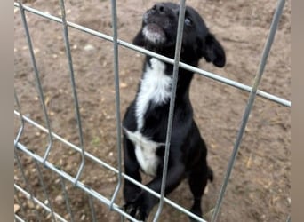 TIMON - fröhlicher, kleiner Kerl sucht seine Familie