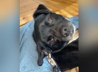 TIMON - fröhlicher, kleiner Kerl sucht seine Familie