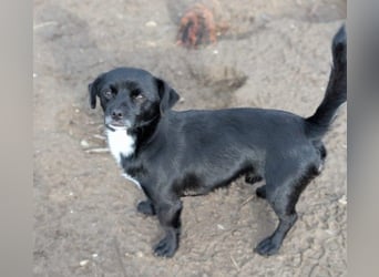 TIMON - fröhlicher, kleiner Kerl sucht seine Familie