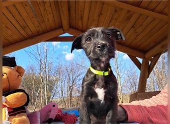 Wilma, lebensfrohe Entdeckerin, ca. 2 Monate, ca. 24 cm, ca. 4,1 kg