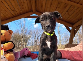 Wilma, lebensfrohe Entdeckerin, ca. 2 Monate, ca. 24 cm, ca. 4,1 kg