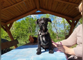 Wilma, lebensfrohe Entdeckerin, ca. 2 Monate, ca. 24 cm, ca. 4,1 kg