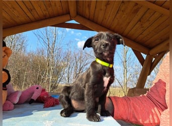 Wilma, lebensfrohe Entdeckerin, ca. 2 Monate, ca. 24 cm, ca. 4,1 kg