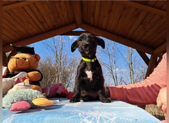 Wilma, lebensfrohe Entdeckerin, ca. 2 Monate, ca. 24 cm, ca. 4,1 kg