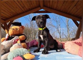 Wilma, lebensfrohe Entdeckerin, ca. 2 Monate, ca. 24 cm, ca. 4,1 kg