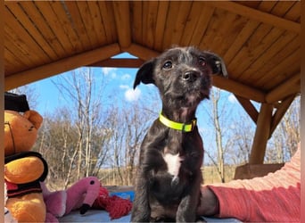 Wilma, lebensfrohe Entdeckerin, ca. 2 Monate, ca. 24 cm, ca. 4,1 kg